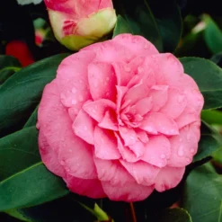 Japanische Kamelie ‘Mathotiana Rosea’ - Winterblüher in Rosa