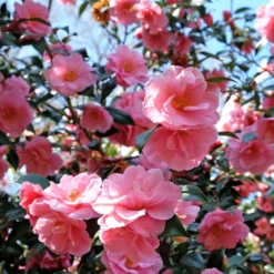 Japanische Kamelie ‘Mathotiana Rosea’ - Winterblüher in Rosa