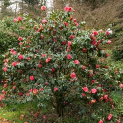 Japanische Kamelie ‘Mathotiana Rosea’ - Winterblüher in Rosa