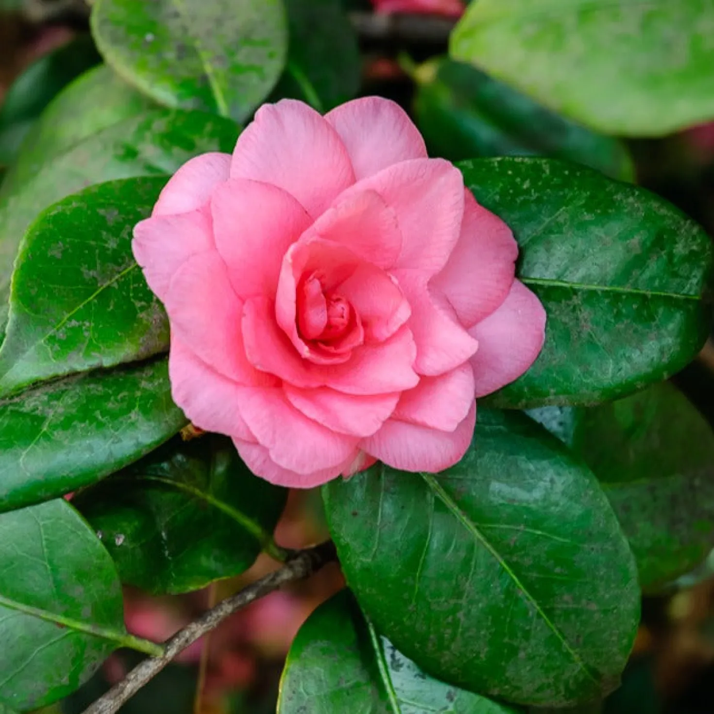 Japanische Kamelie ‘Mathotiana Rosea’ - Winterblüher in Rosa