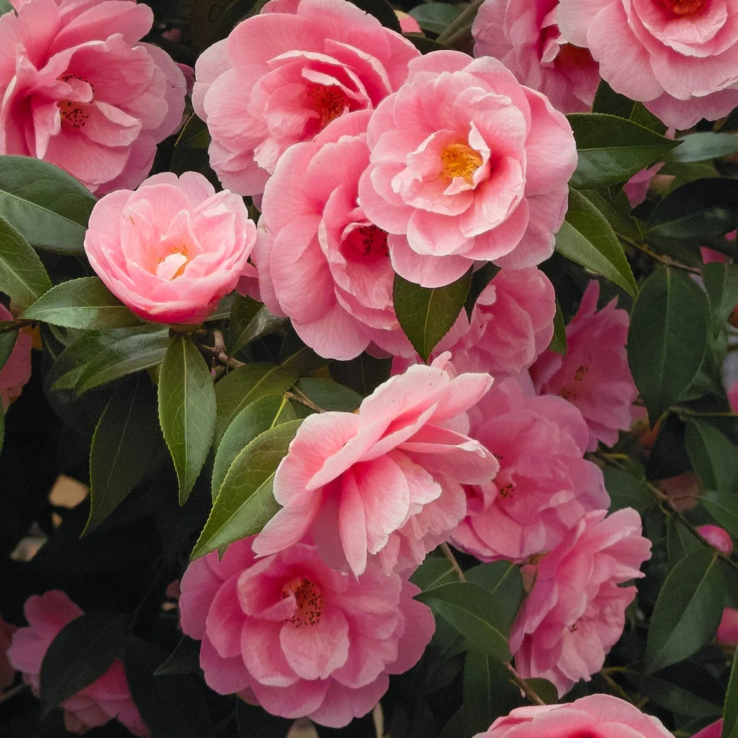 Japanische Kamelie ‘Mathotiana Rosea’ - Winterblüher in Rosa
