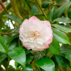 Japanische Kamelie ‘Nuccio’s Pearl’ - Winterblüher fürs Beet