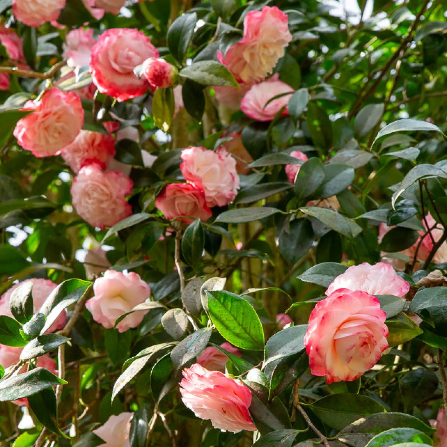 Japanische Kamelie ‘Nuccio’s Pearl’ - Winterblüher fürs Beet