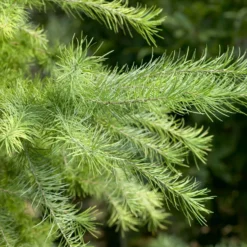 Japanische Lärche - Schnell grün, jeden Herbst golden