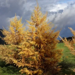Japanische Lärche - Schnell grün, jeden Herbst golden