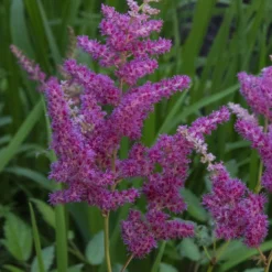 Japanische Prachtspiere Elizabeth van Veen - Farbe für schattige Ecken