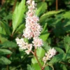 Japanische Prachtspiere Peach Blossom - Zarte Blüte für den Schatten