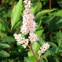 Japanische Prachtspiere Peach Blossom - Zarte Blüte für den Schatten