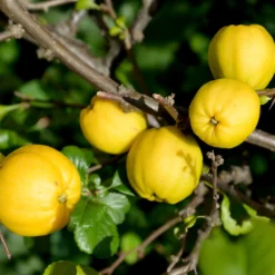 Japanische Quitte Cido - Vitamin-C-Bombe im Garten