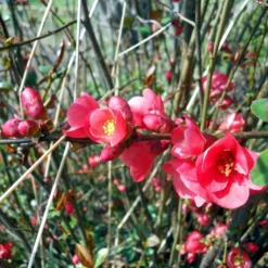 Japanische Quitte Cido - Vitamin-C-Bombe im Garten