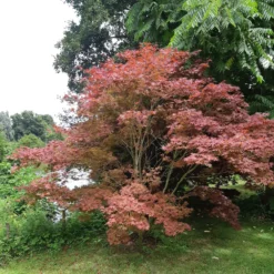 Japanischer Ahorn 'Atropurpureum' - Rotes Laub, sofort im Blick