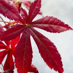 Japanischer Ahorn 'Atropurpureum' - Rotes Laub, sofort im Blick