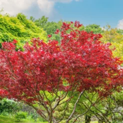 Japanischer Ahorn 'Atropurpureum' - Rotes Laub, sofort im Blick