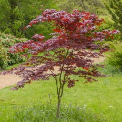Japanischer Ahorn Bloodgood - Feuerrot den ganzen Sommer