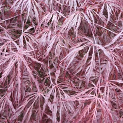 Japanischer Ahorn 'Garnet' - Rotes Laub, sofort Wow