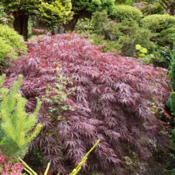 Japanischer Ahorn 'Garnet' - Rotes Laub, sofort Wow