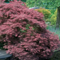 Japanischer Ahorn 'Garnet' - Rotes Laub, sofort Wow