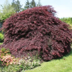 Japanischer Ahorn 'Garnet' - Rotes Laub, sofort Wow