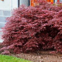 Japanischer Ahorn 'Garnet' - Rotes Laub, sofort Wow