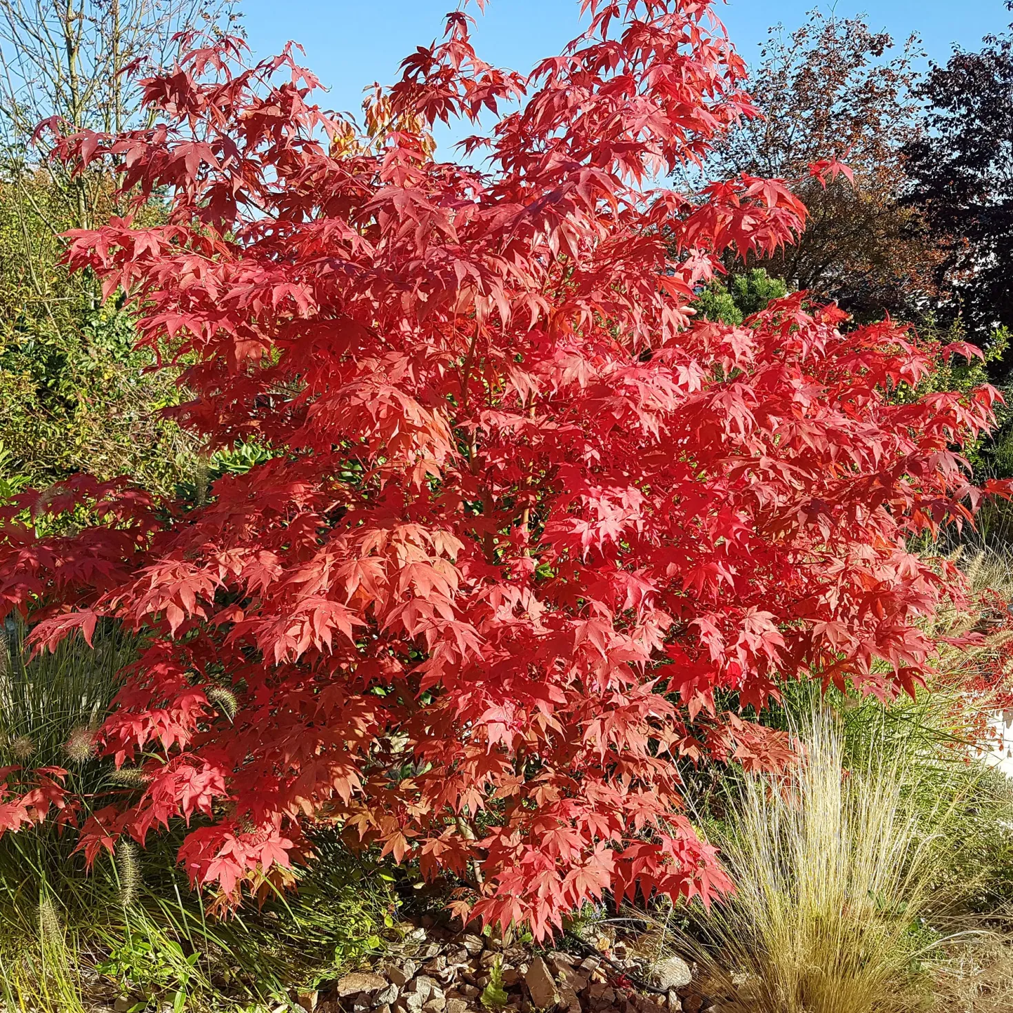 Japanischer Ahorn Osakazuki - Feuerrot im Herbst