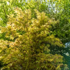 Japanischer Ahorn Osakazuki - Feuerrot im Herbst
