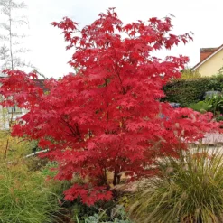 Japanischer Ahorn Osakazuki - Feuerrot im Herbst