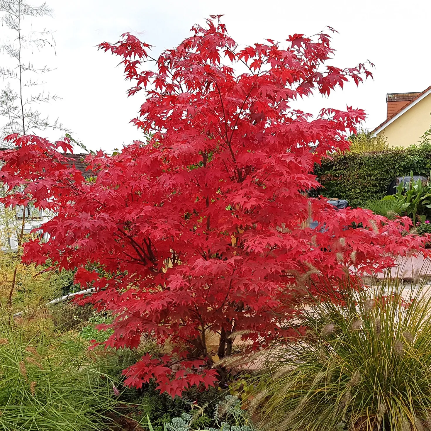 Japanischer Ahorn Osakazuki - Feuerrot im Herbst