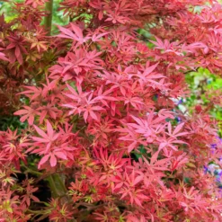 Japanischer Ahorn 'Shaina' - Rotes Blattwunder für kleine Ecken