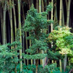 Japanischer Ahorn Shishigashira - Feuriges Laub im Herbst