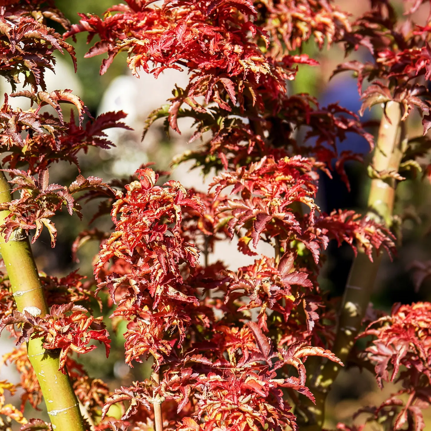Japanischer Ahorn Shishigashira - Feuriges Laub im Herbst