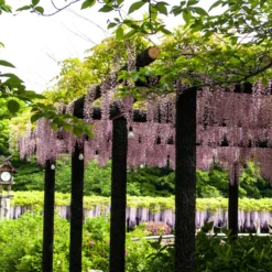 Japanischer Blauregen 'Rosea' - Rosa Blütenregen im Frühling