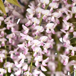 Japanischer Blauregen 'Rosea' - Rosa Blütenregen im Frühling