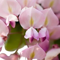 Japanischer Blauregen 'Rosea' - Rosa Blütenregen im Frühling