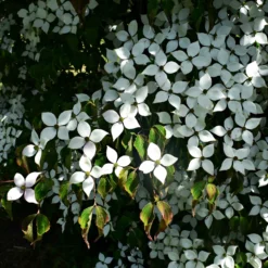Japanischer Hartriegel - Blütenzauber im Sommer