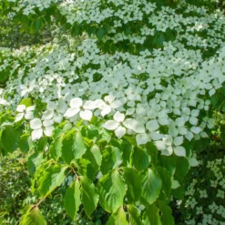 Japanischer Hartriegel - Blütenzauber im Sommer