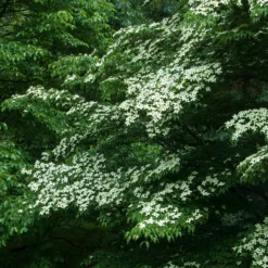 Japanischer Hartriegel - Blütenzauber im Sommer