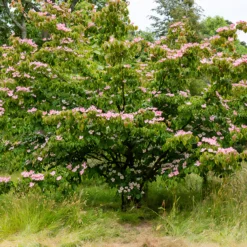 Japanischer Hartriegel Satomi - Rosa Blüten, roter Herbst