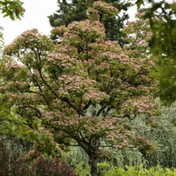 Japanischer Hartriegel Satomi - Rosa Blüten, roter Herbst