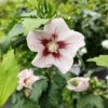 Japanischer Hibiskus ‘Hamabo’ - Zarte Blüten den ganzen Sommer