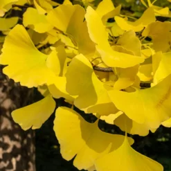 Japanischer Nussbaum - Ginkgo - Goldener Herbstzauber