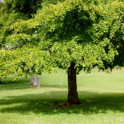Japanischer Nussbaum - Ginkgo - Goldener Herbstzauber