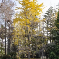 Japanischer Nussbaum - Ginkgo - Goldener Herbstzauber