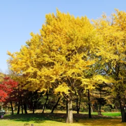 Japanischer Nussbaum - Ginkgo - Goldener Herbstzauber