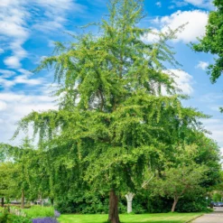 Japanischer Nussbaum - Ginkgo - Goldener Herbstzauber