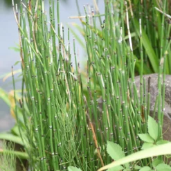 Japanischer Schachtelhalm - Grafische Linien am Teich