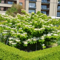 Japanischer Schneeball - Weiße Blütenetagen im Garten