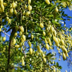 Japanischer Schnurbaum - Blüht wenn andere ruhen