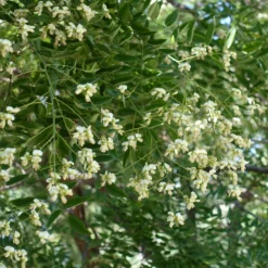 Japanischer Schnurbaum - Blüht wenn andere ruhen