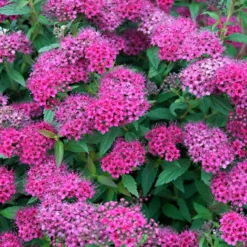 Japanischer Spierstrauch 'Anthony Waterer' - Sommerblüte ohne Aufwand
