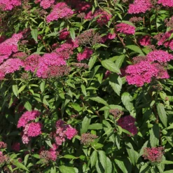 Japanischer Spierstrauch 'Anthony Waterer' - Sommerblüte ohne Aufwand